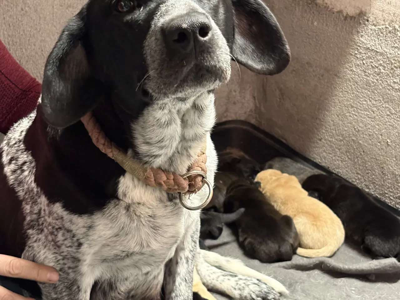 Billede 1 - Skønne hvalpe 