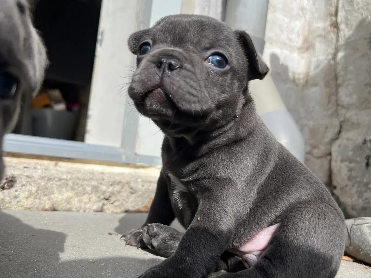 Billede 1 - Fransk bulldog blue