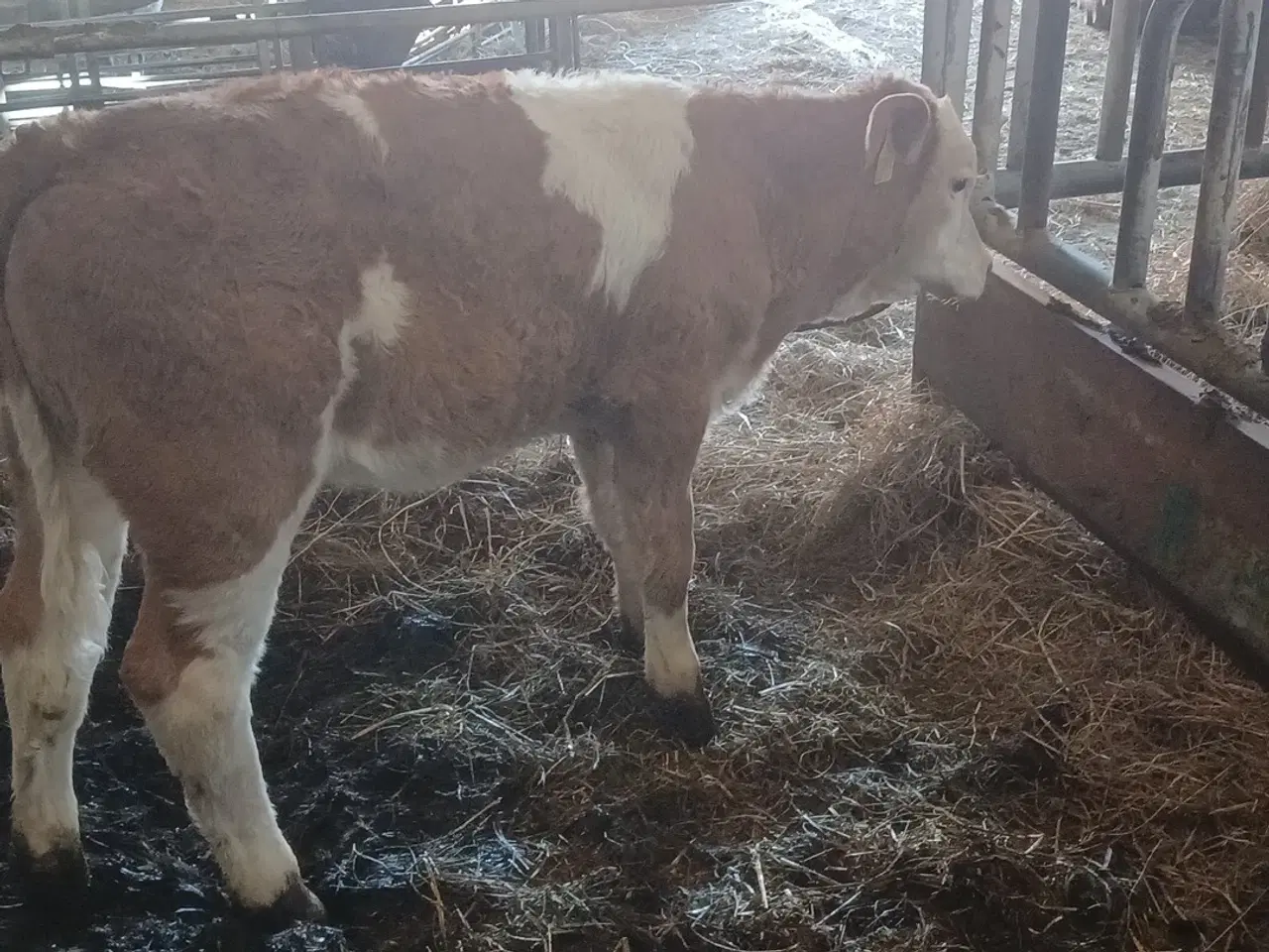 Billede 7 - 2 simmentaler køer med kalve 