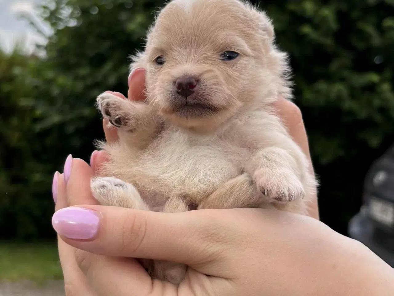 Billede 5 - Skønne Pomeranian-hvalpe