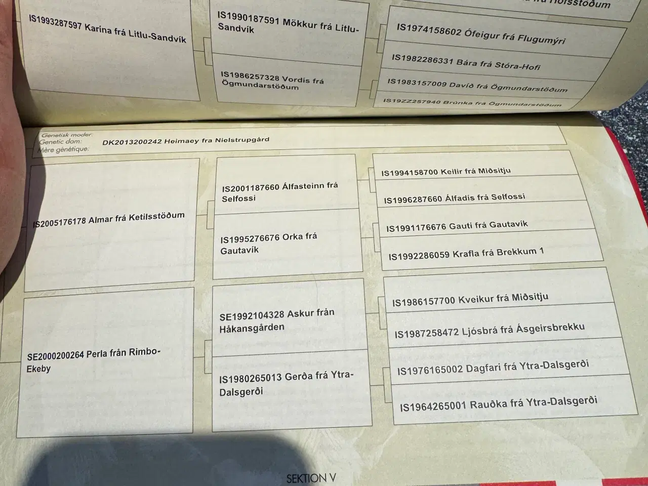 Billede 6 - Islænder