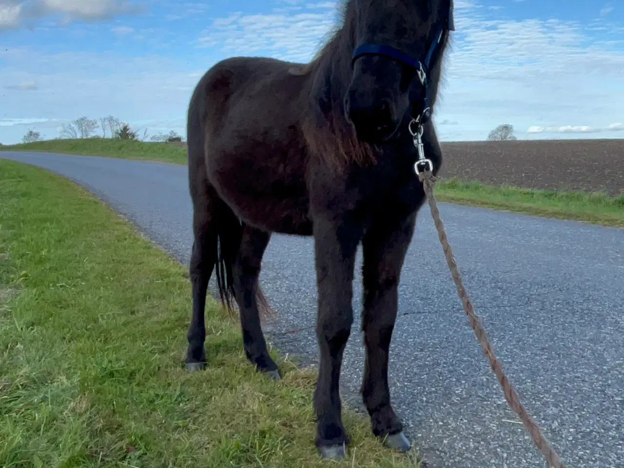 Billede 2 - Kærlig og mild - lidt forsigtig 1 års islænder