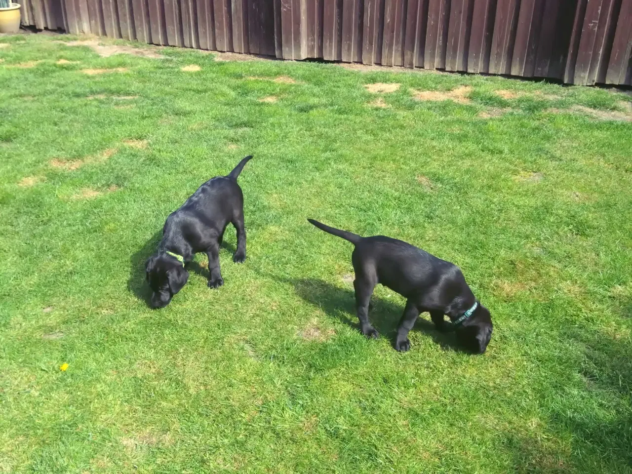 Billede 1 - 2 Stk Labrador retriever F1 sælges