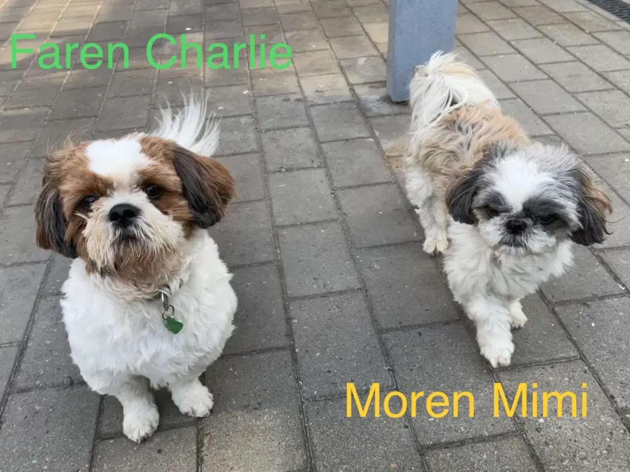 Billede 14 - 4 små Shih Tzu hvalpe mangler nye hjem🐶