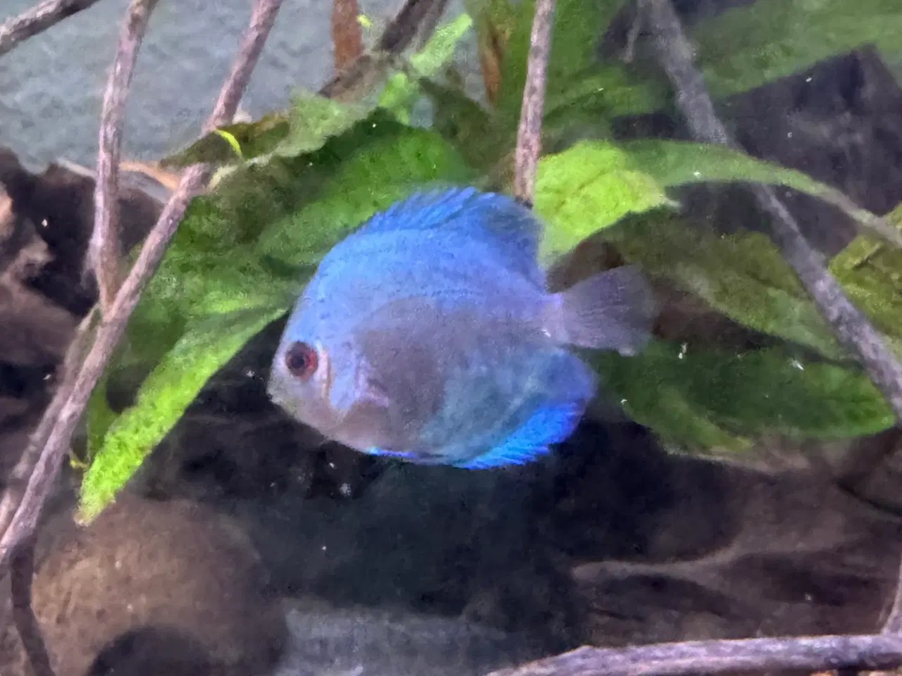 Billede 1 - Blue diamond discus