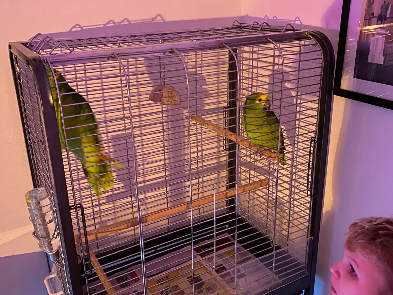 Billede 2 - 2 stk grønne amerzon papegøjer søskendepar.