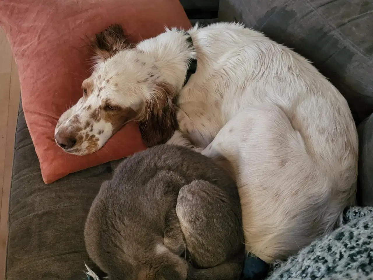 Billede 5 - Engelsk setter hund 