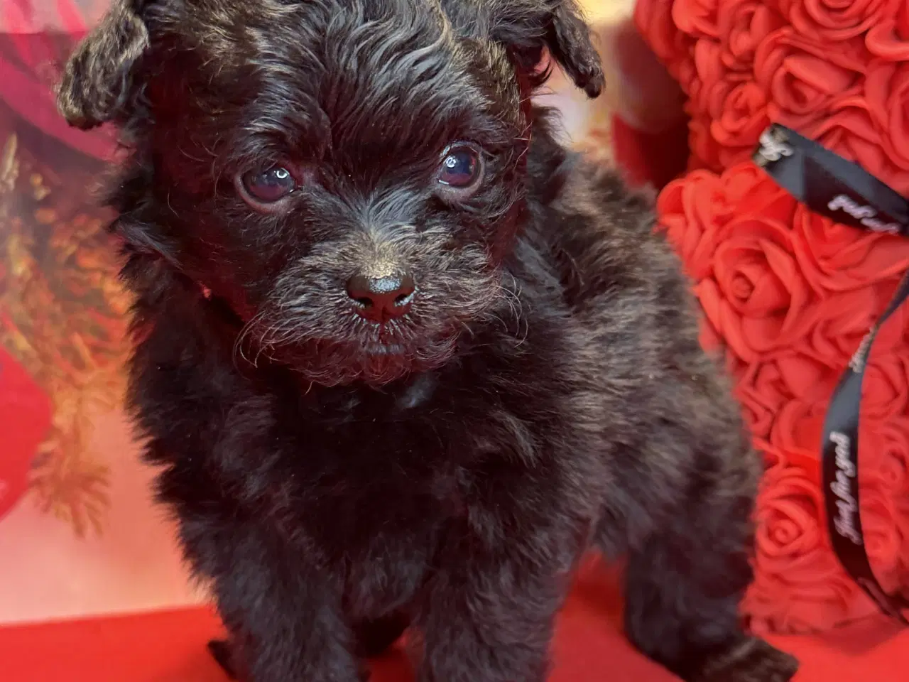 Billede 8 - 🐾 Skønne Pomapoo hvalpe søger deres forever homes