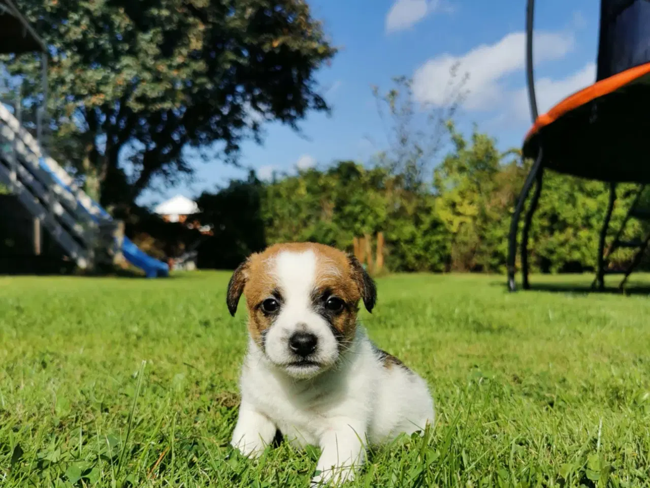 Billede 2 - Hunde hvalpe