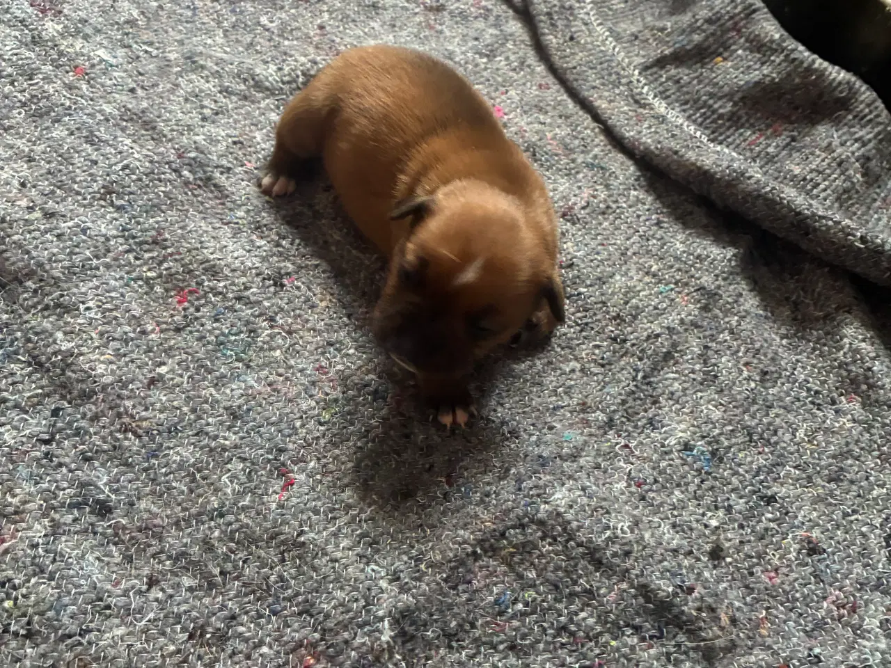 Billede 13 - 4 hvalpe staff 