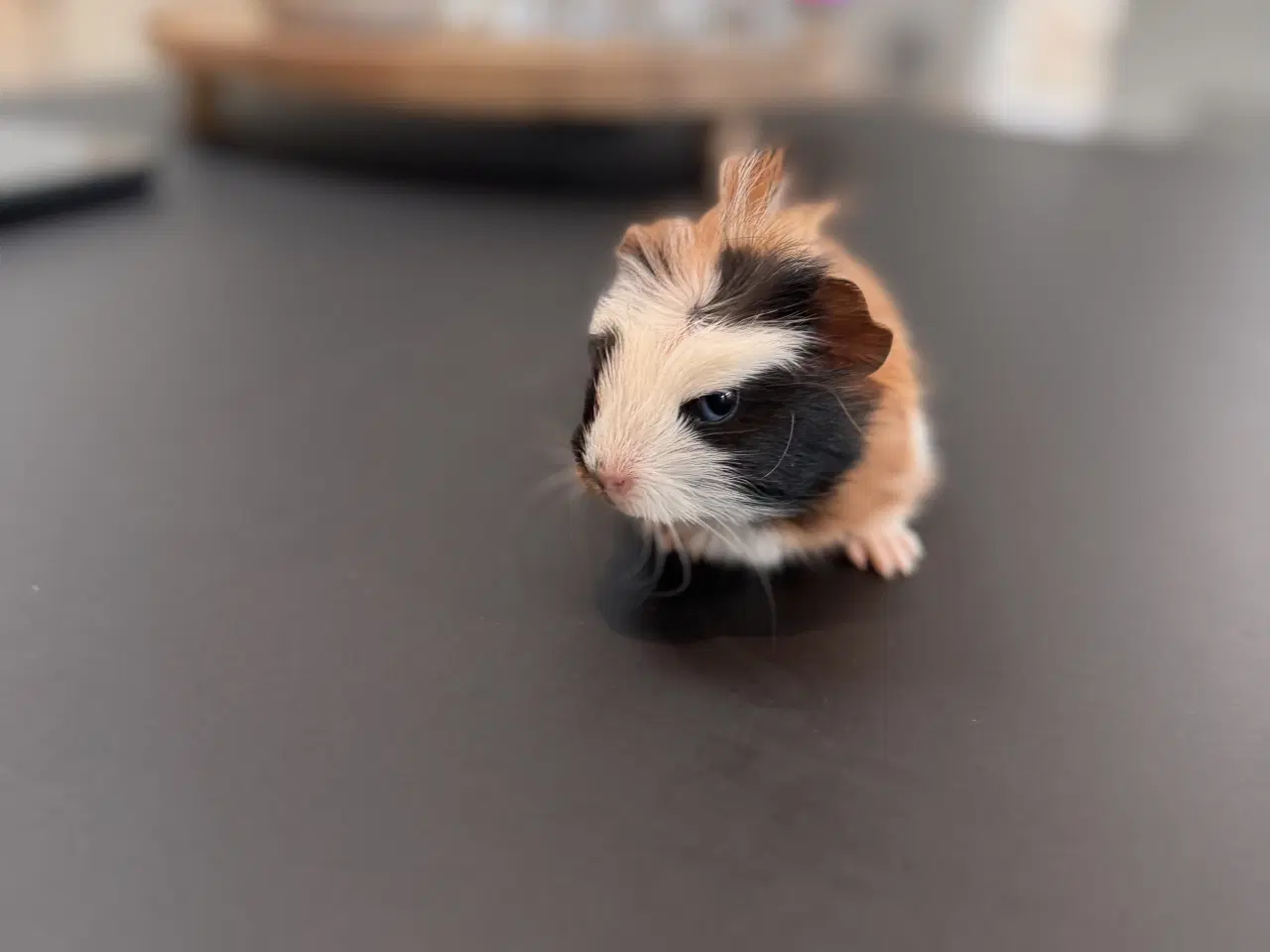 Billede 6 - Marsvin unger, 10 stk blandet