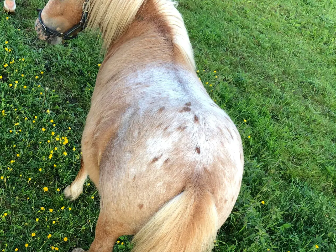 Billede 2 - Mini knabstrupper 