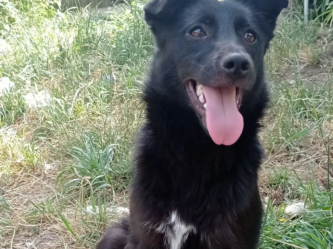 Billede 7 - Negra - super glad lille kærlig pige