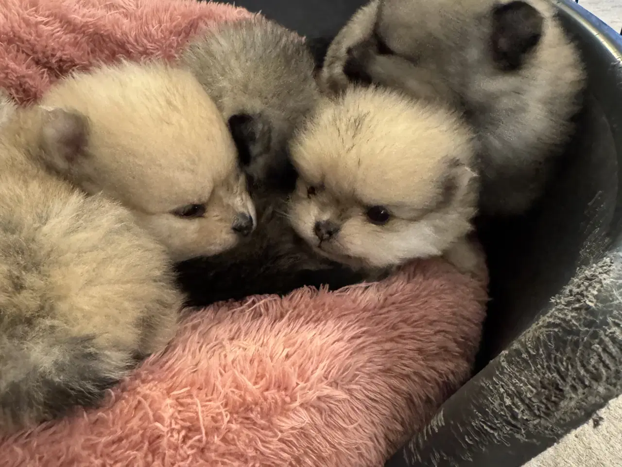 Billede 4 - Pomeranian 