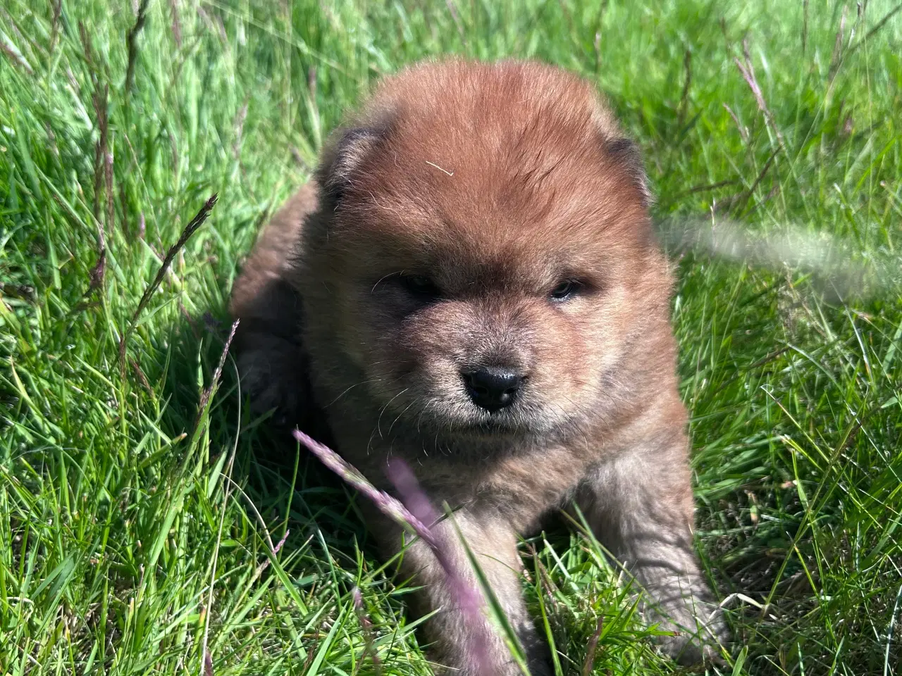 Billede 4 - Chowchow 