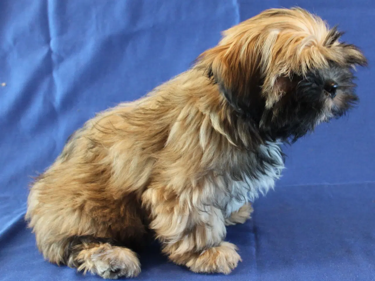 Billede 10 - Lhasa Apso hvalpe