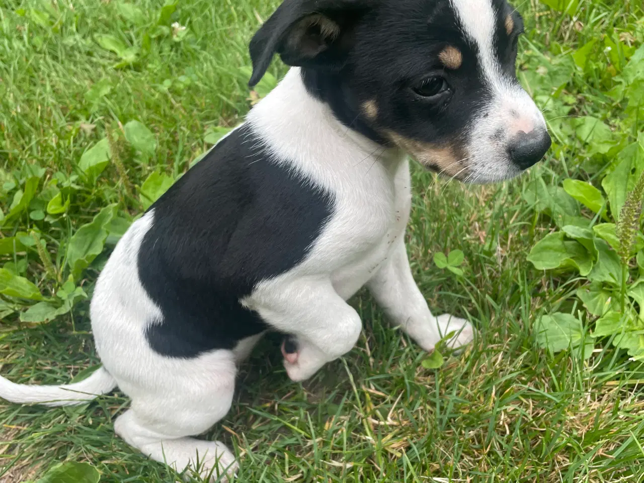 Billede 4 - Dansk svensk gårdhund hvalpe