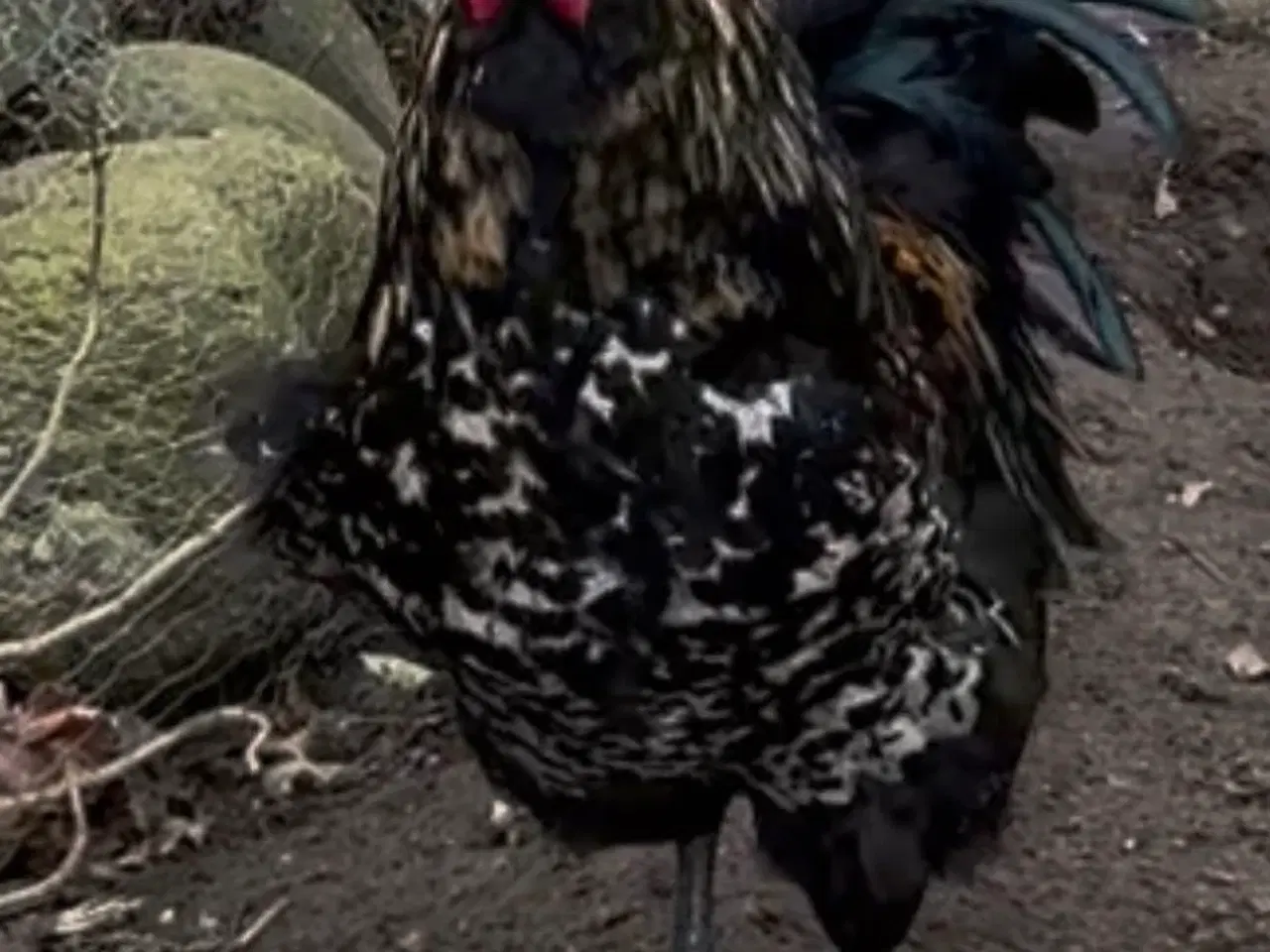 Billede 3 - Flot anderledes Special hane