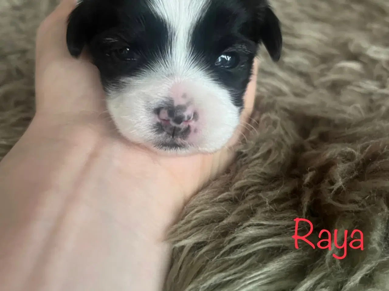 Billede 7 - Skønne shih tzu & bomulds hvalpe 