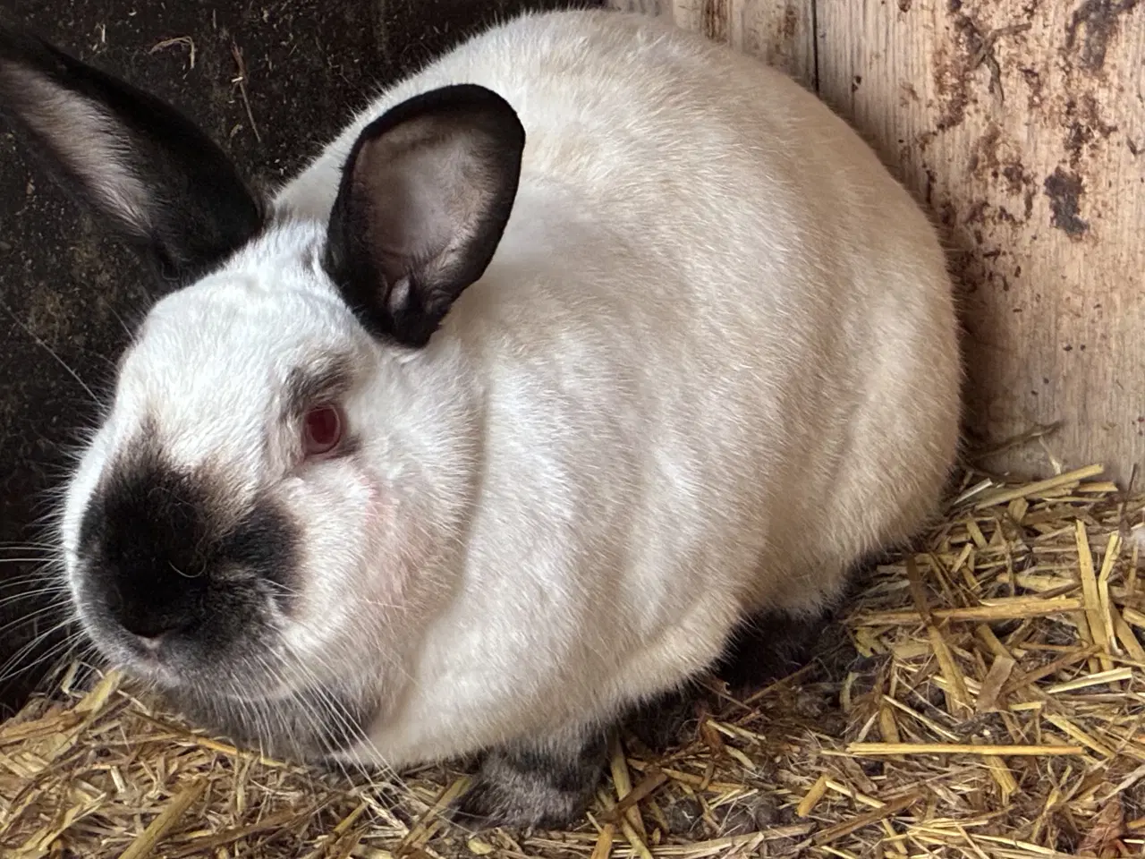 Billede 5 - Kanin