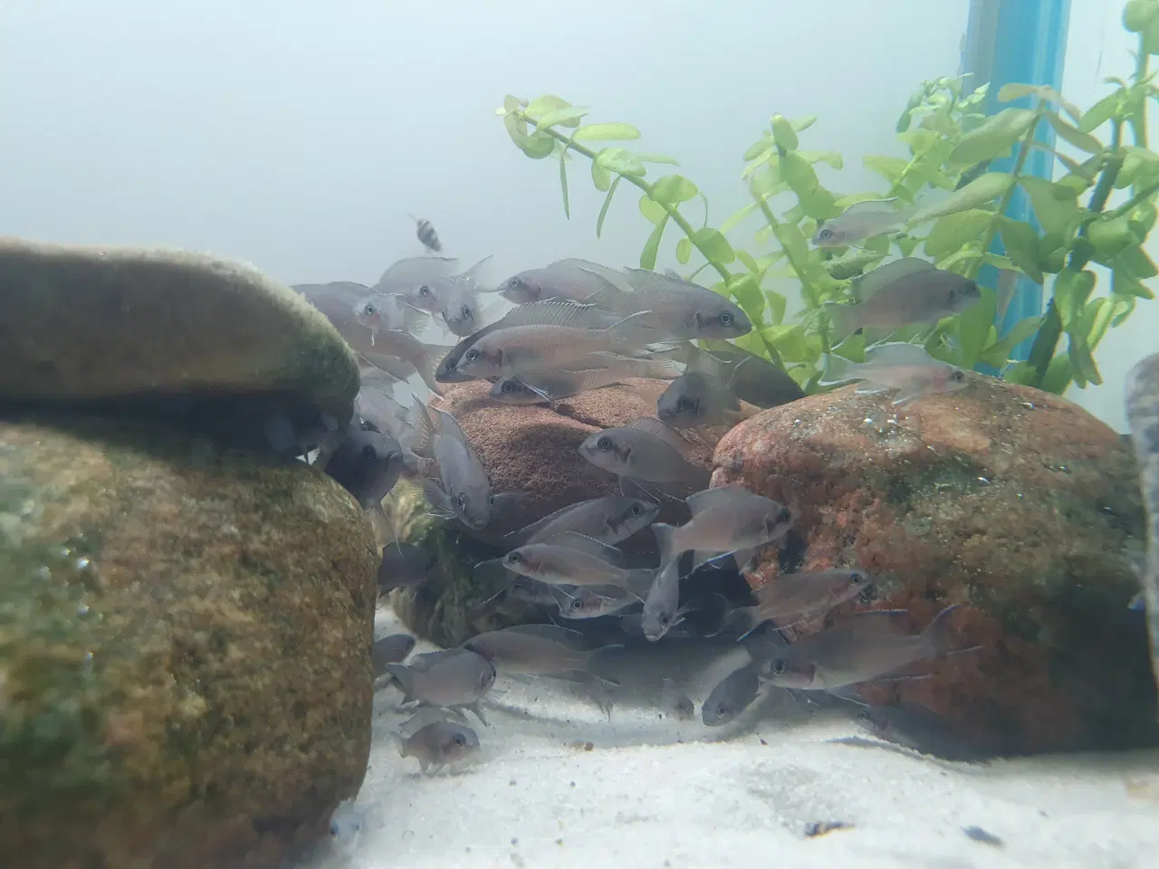Billede 20 - Prinsessecichlider (Neolamprologus brichardi)