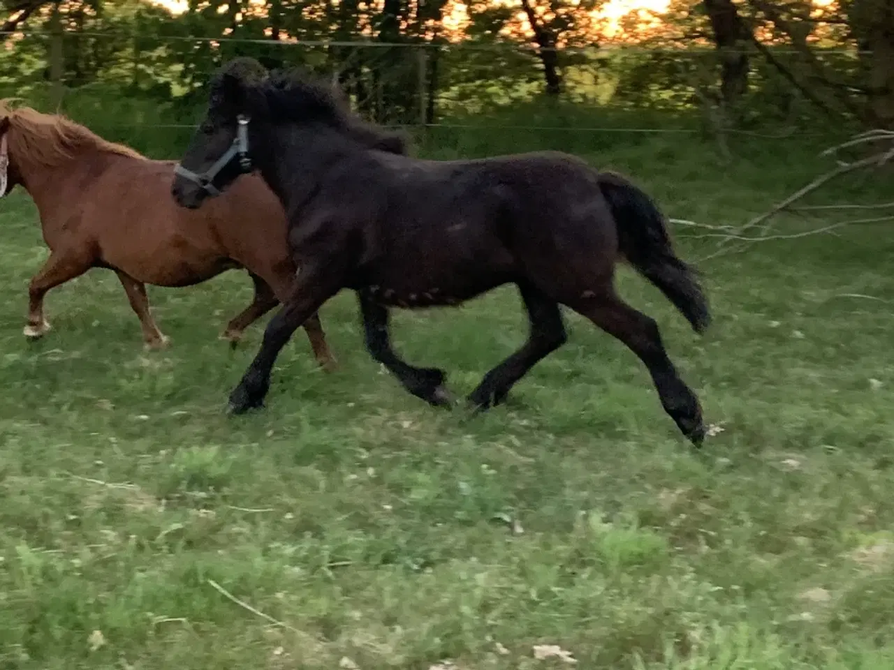 Billede 3 - Spændende Hingsteplag