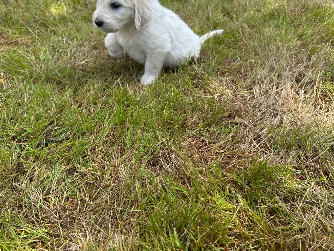 Billede 4 - Golden Doodle 