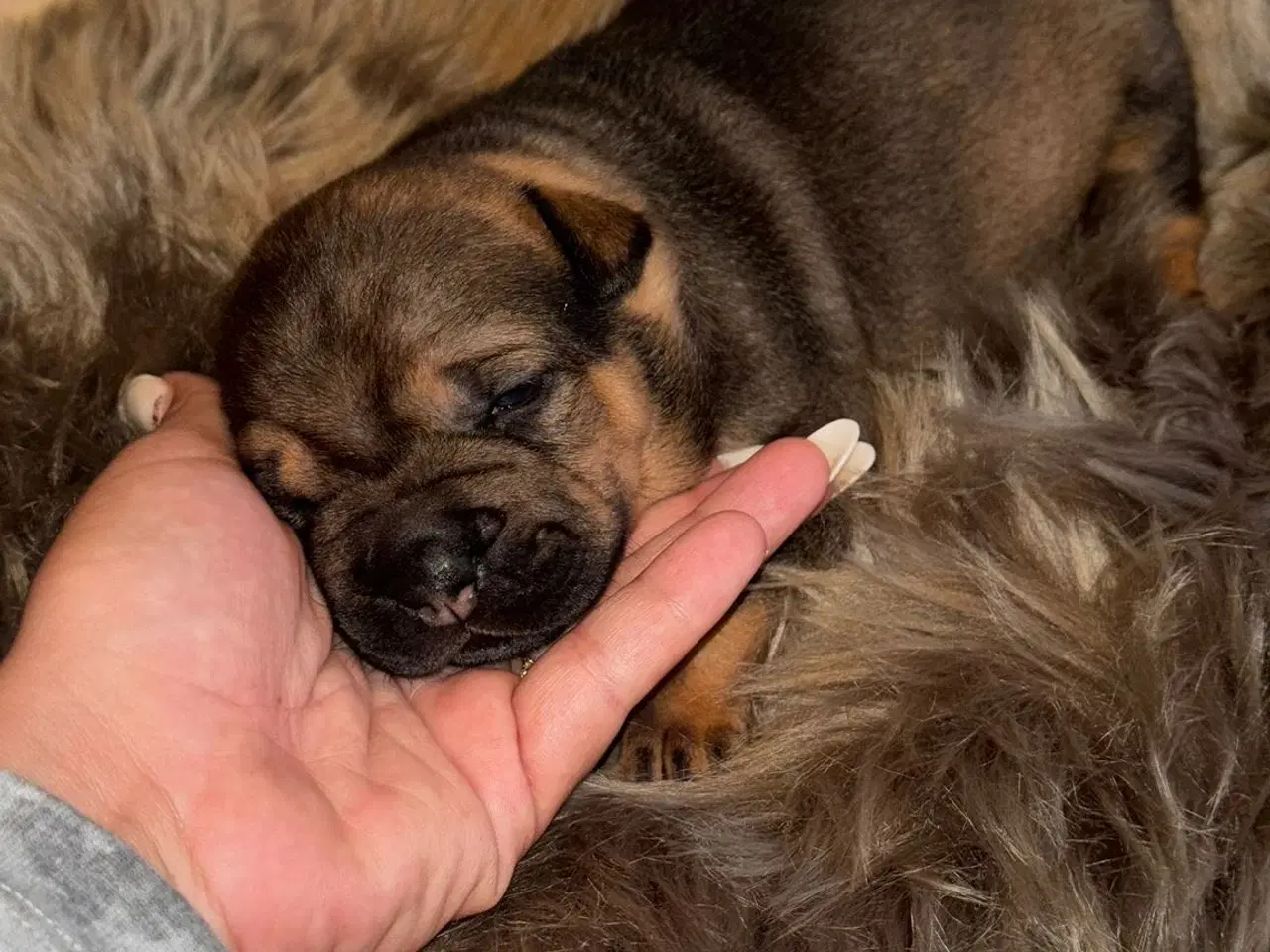 Billede 3 - Smukke Old English Bulldog Mix Hvalpe til salg! 🐾
