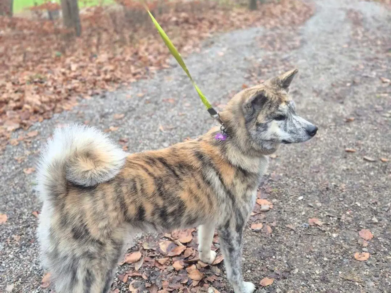 Billede 4 - Japansk Akita 