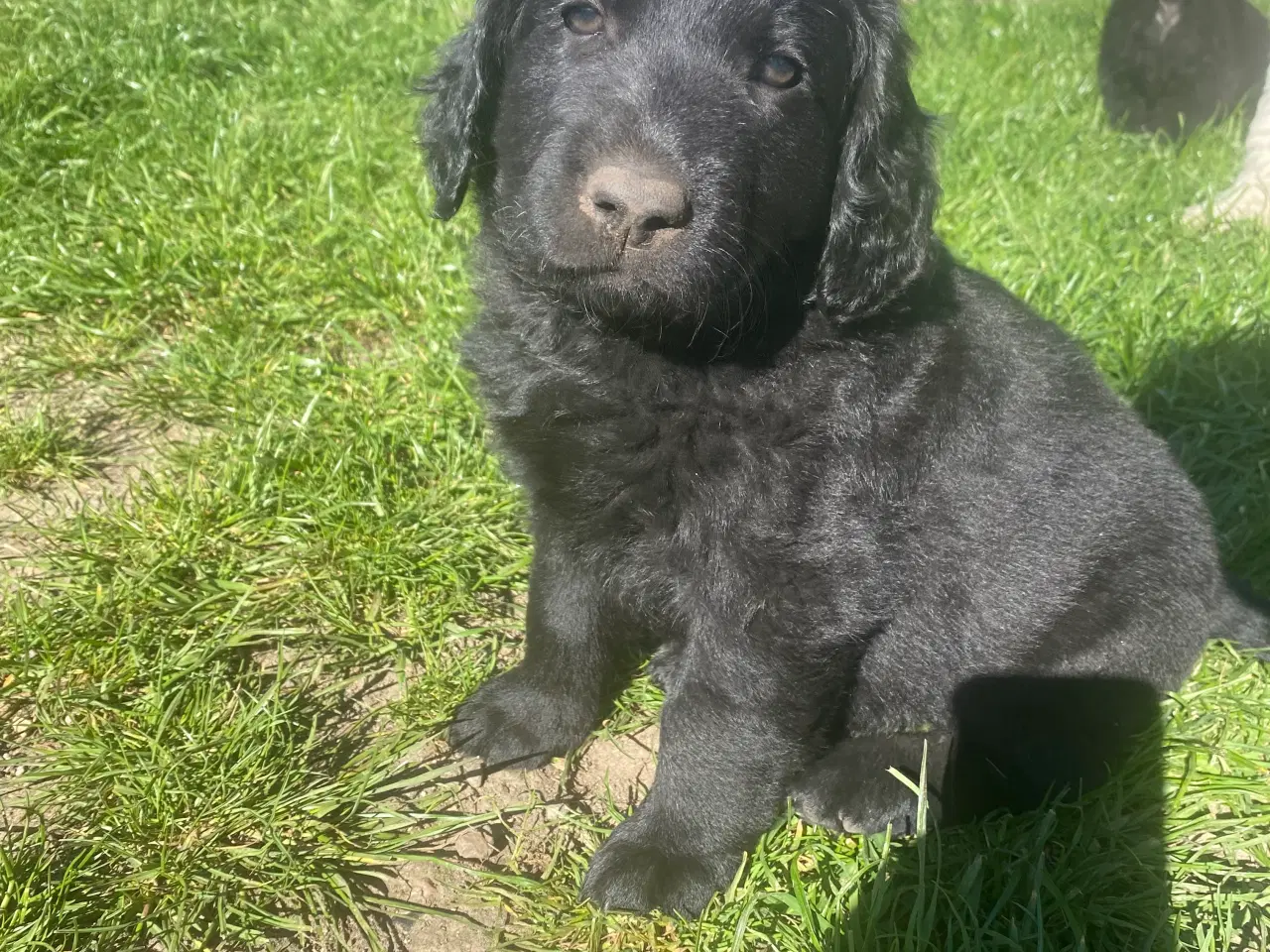 Billede 3 - Doodle hvalpe søger nye hjem🐾🐾