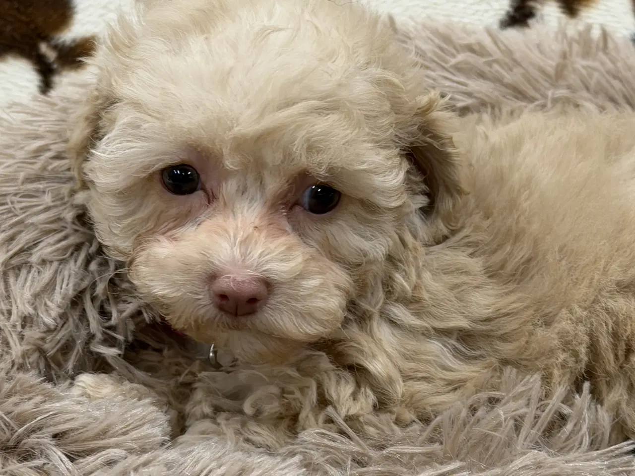 Billede 9 - Maltipoo piger rejseklar 