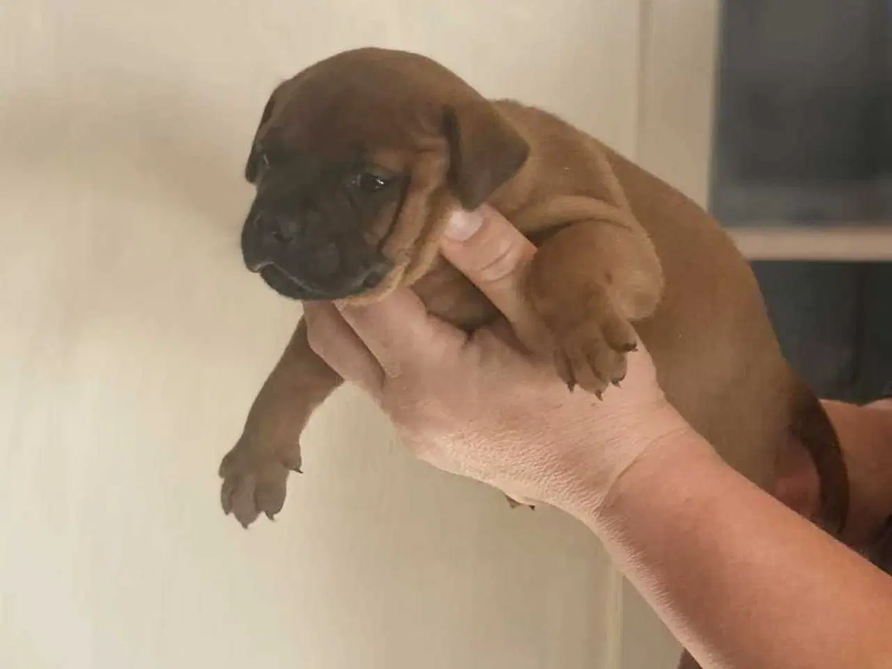 Billede 14 - Smukke Staffordshire Bull Terrier hvalpe DKK 