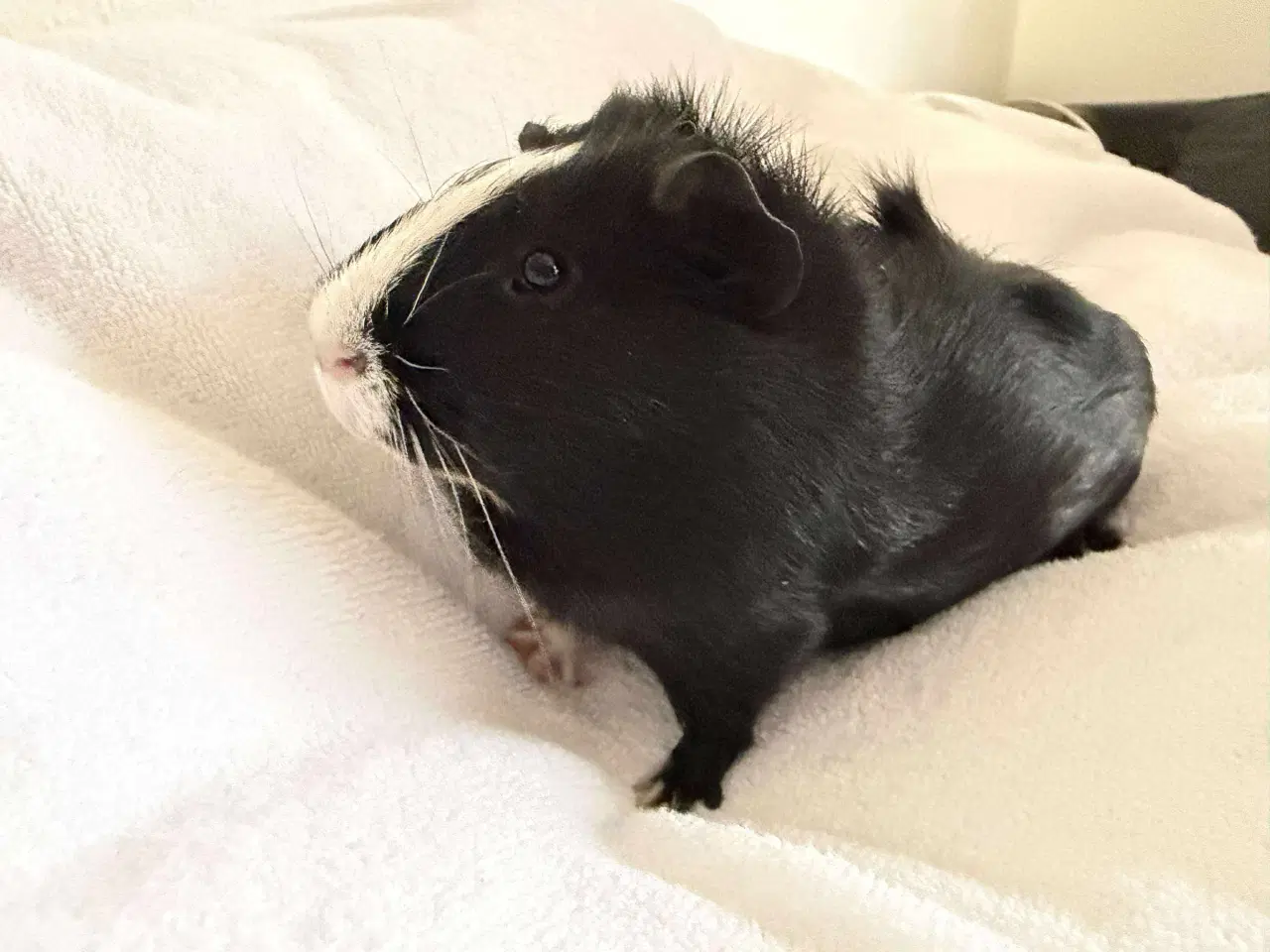 Billede 3 - Marsvine dreng 