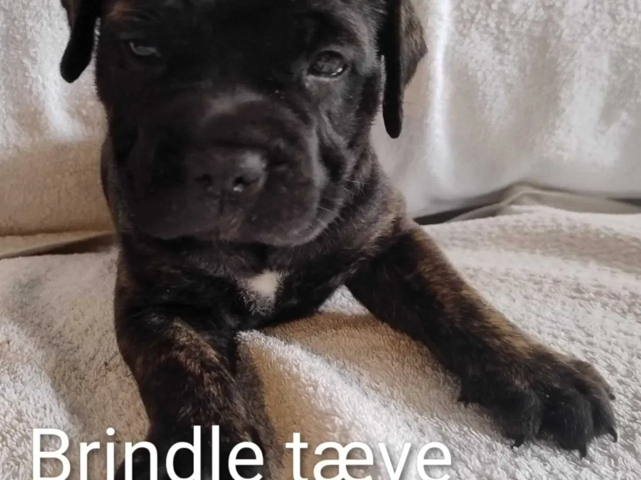 Billede 7 - Bullmastiff hvalpe, kan flytte 24. august