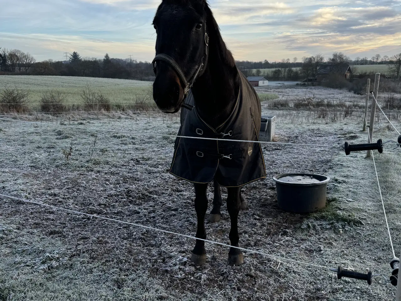 Billede 1 - Ældre DV hoppe søger sidste hjem❤️