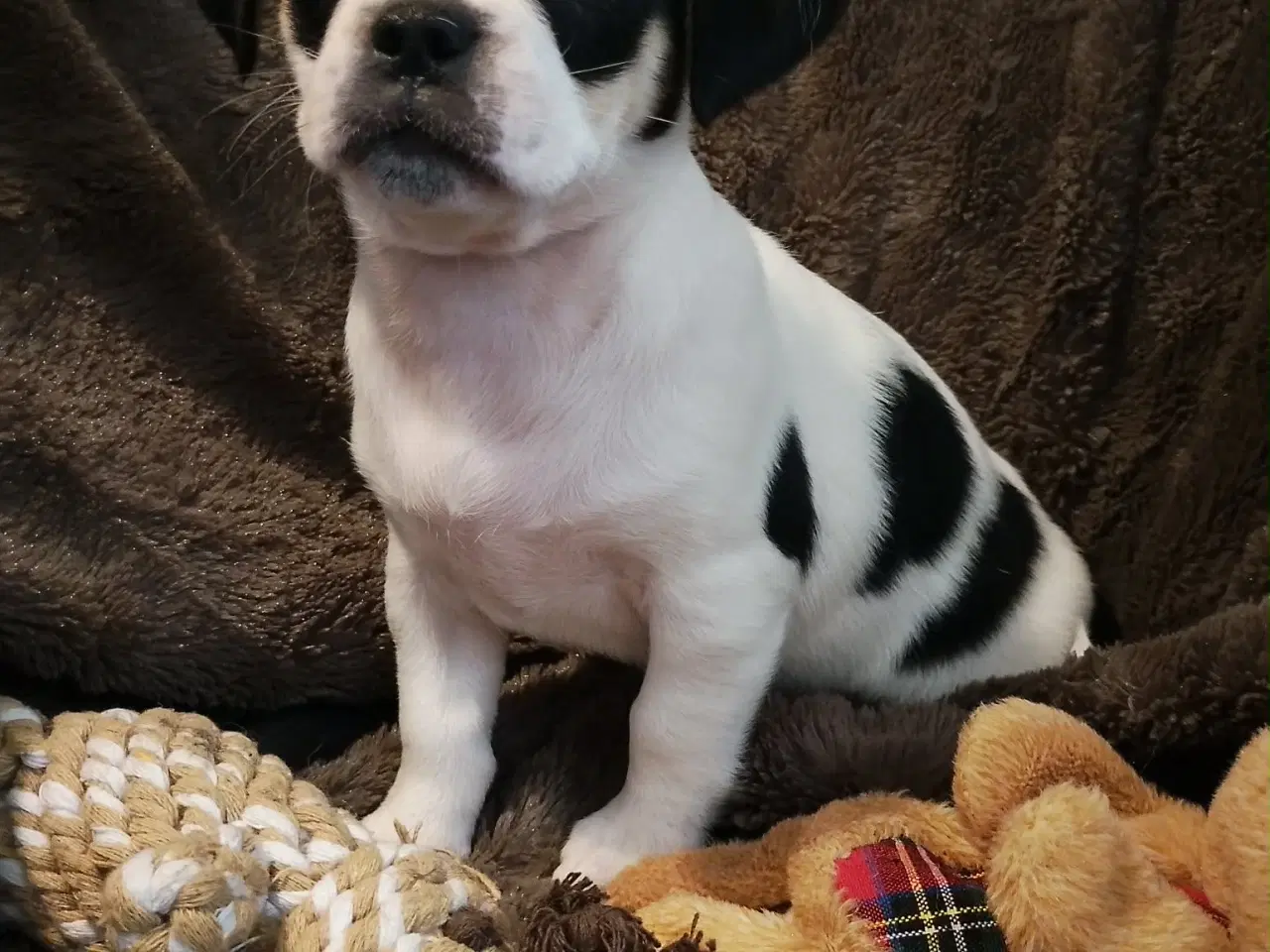 Billede 18 - Skønne 8 ugers små gadekryds