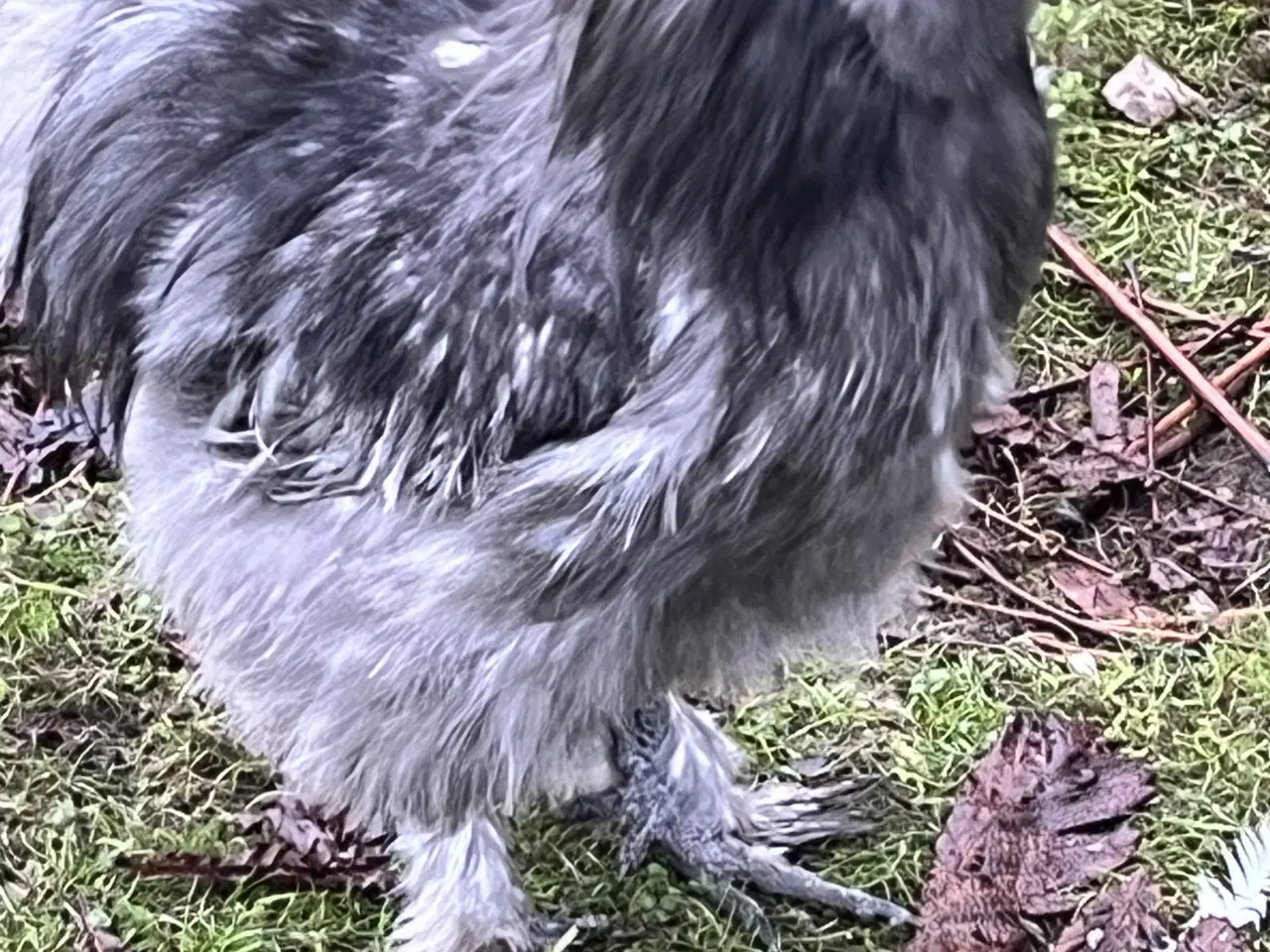 Billede 4 - To smukke haner