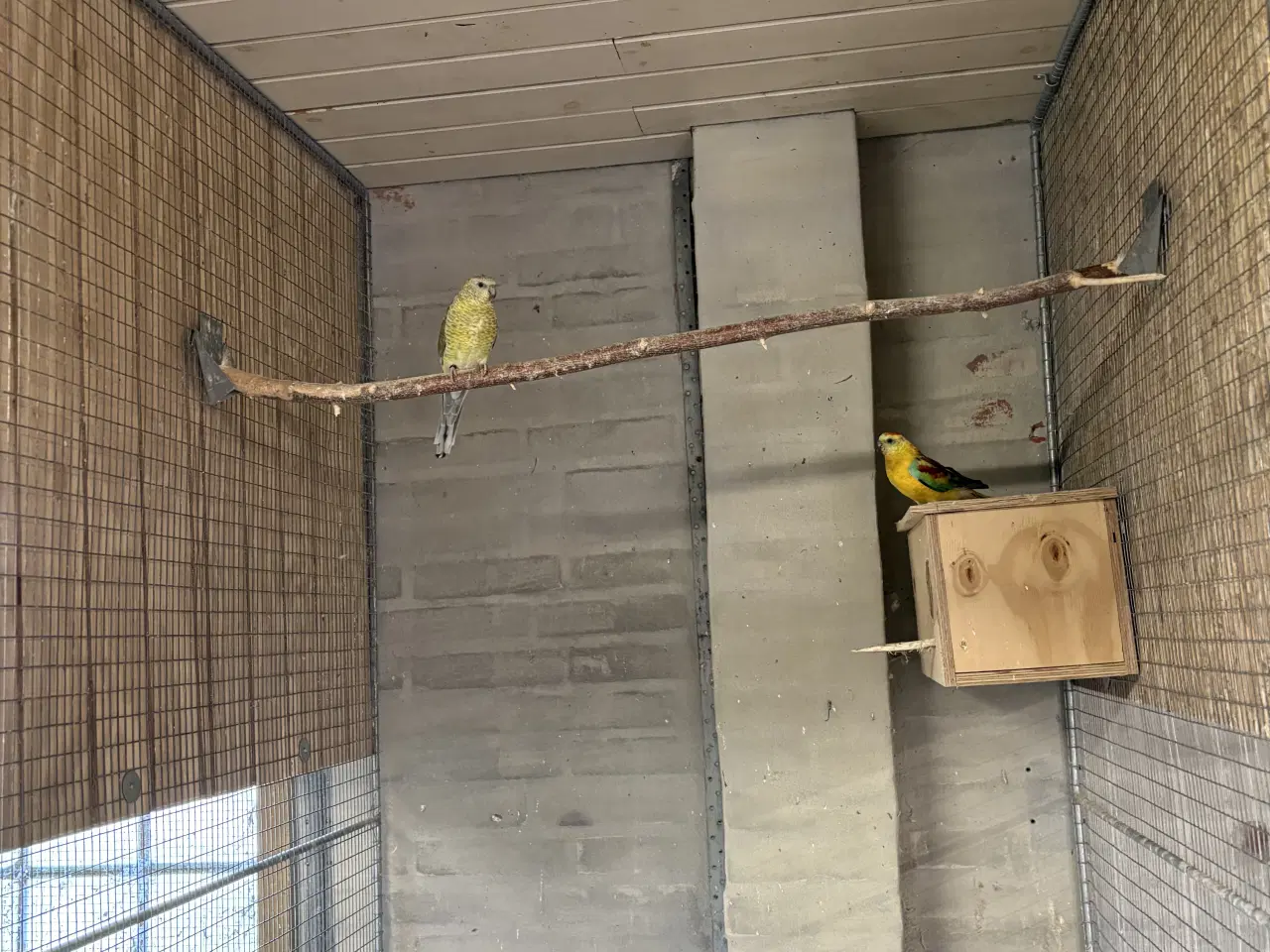 Billede 2 - Et par sangparekitter opaline som på billede