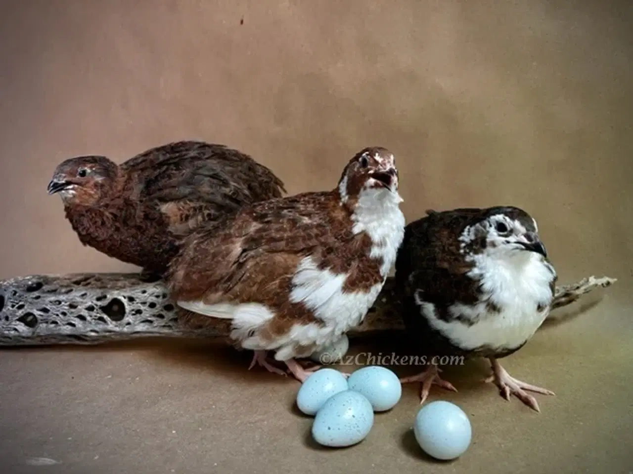 Billede 3 - Billige æglæggende jumbo vagtler!🐥