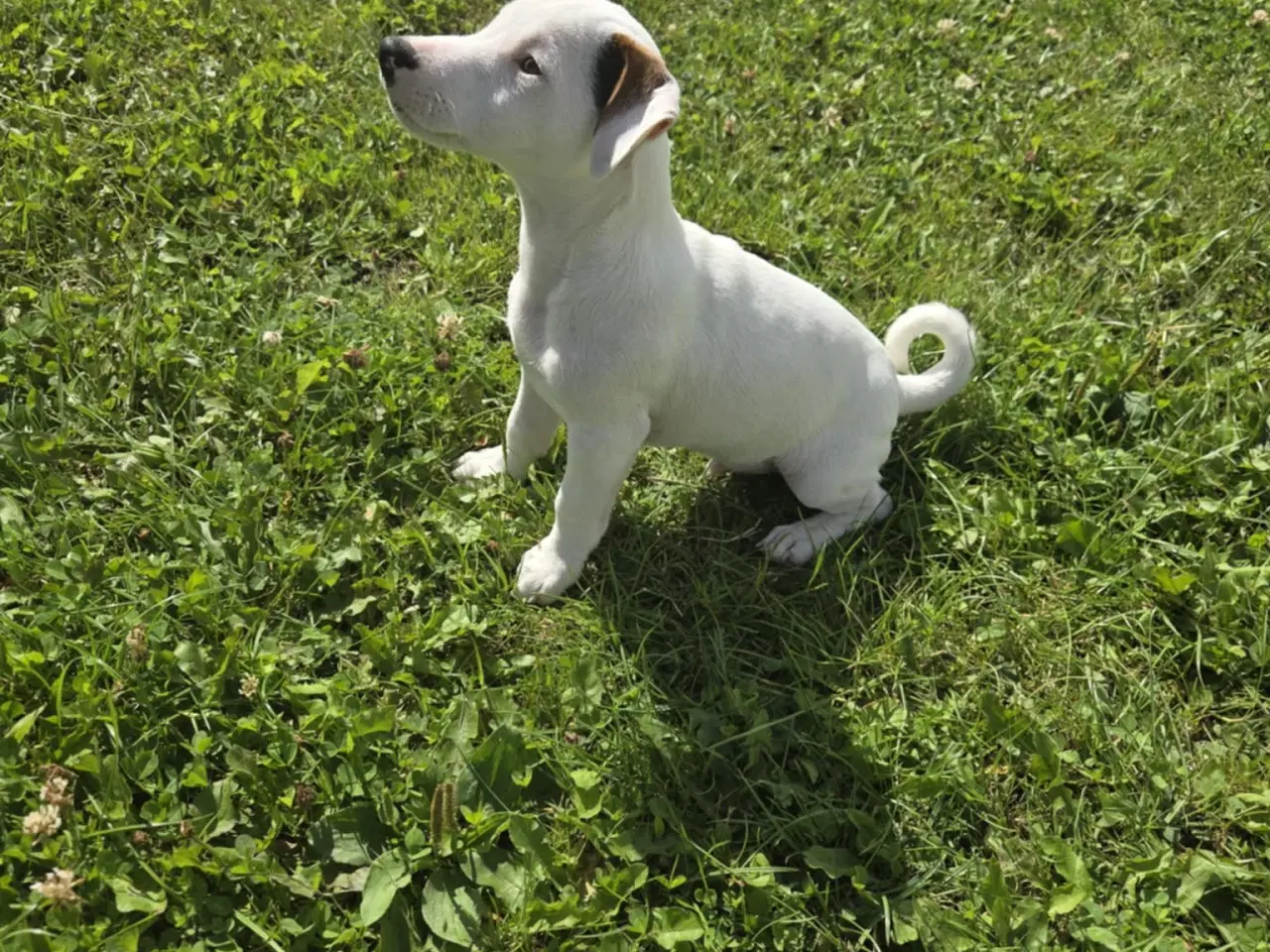 Billede 3 - Jack Russell Terrier 
