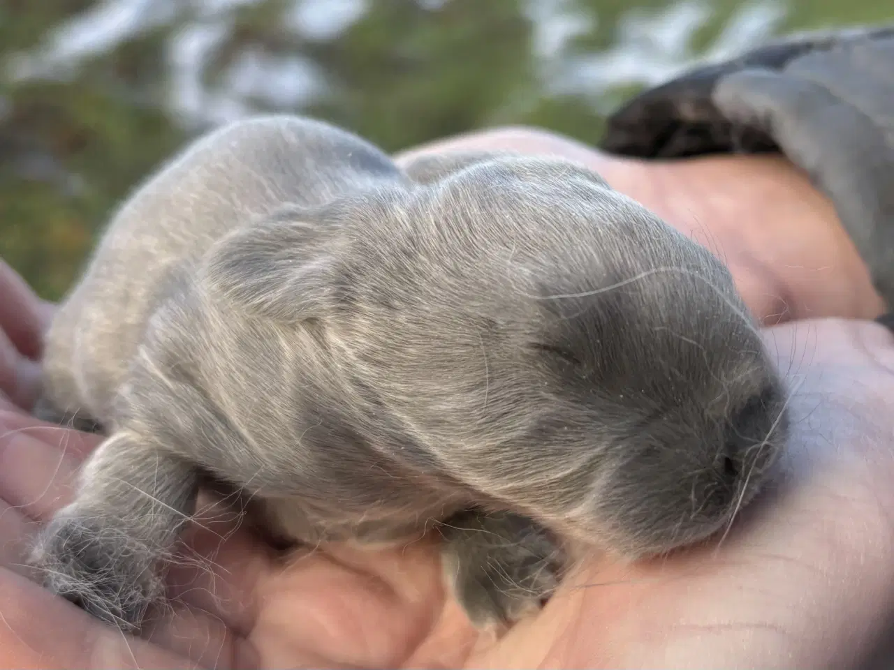 Billede 1 - FRANSK VÆDDER HUN BLÅ