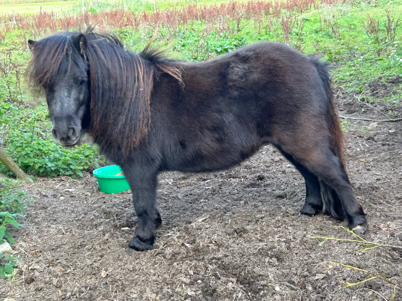 Billede 7 - Skøn mini shetlænder hoppe sælges 