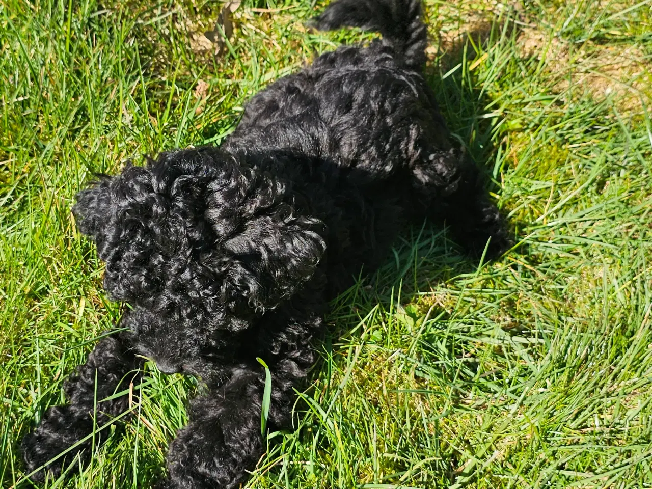 Billede 7 - Dværgpuddel hvalpe - hanner