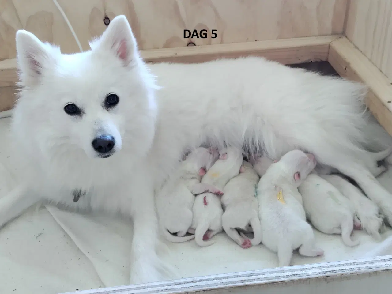 Billede 4 - Dansk Spids Hvalpe med DKK stamtavle sælges