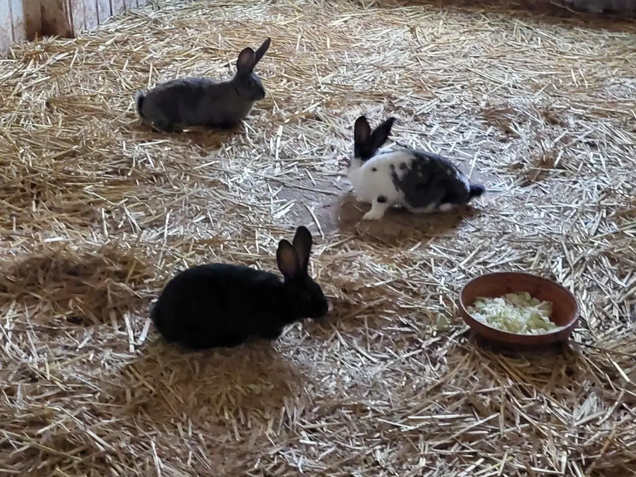 Billede 2 - Kanin Unger