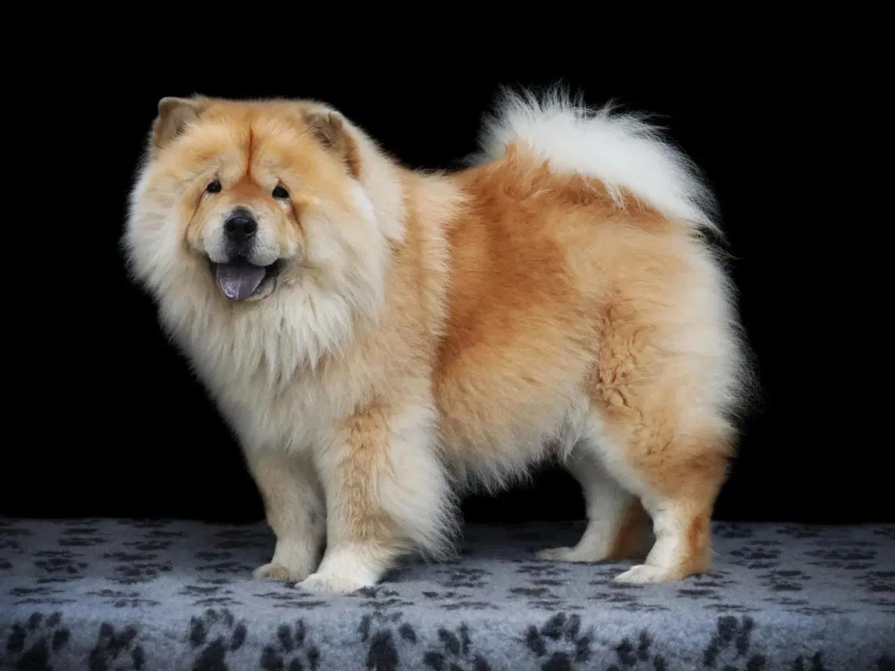 Billede 8 - Chow chow han 