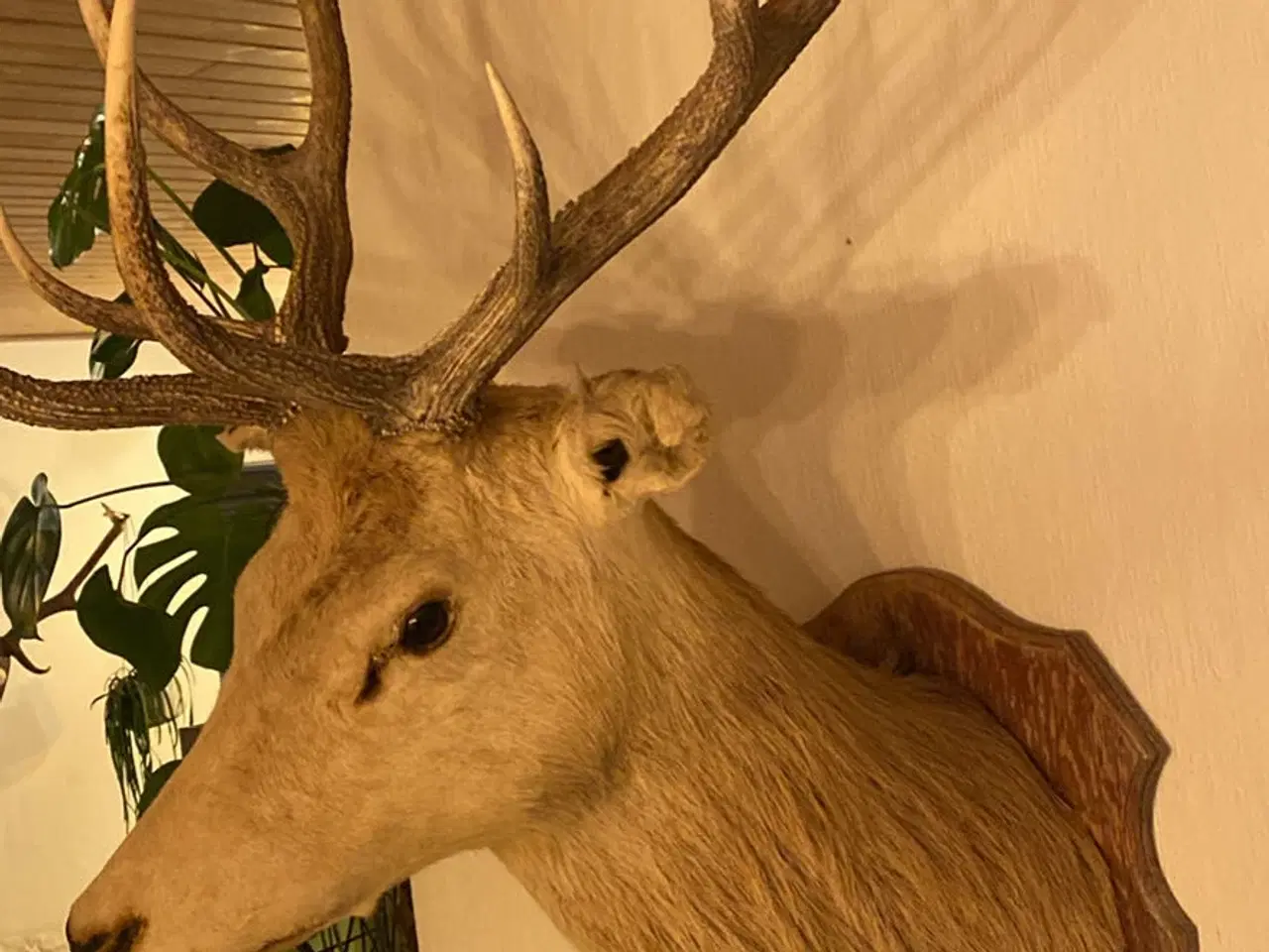 Billede 2 - Kronhjort på opsats