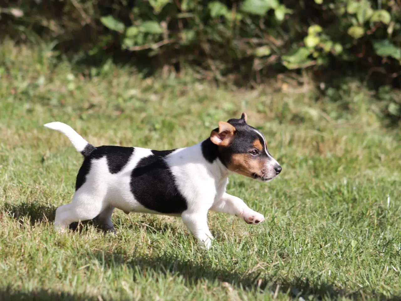 Billede 6 - Jack Russell hvalpe