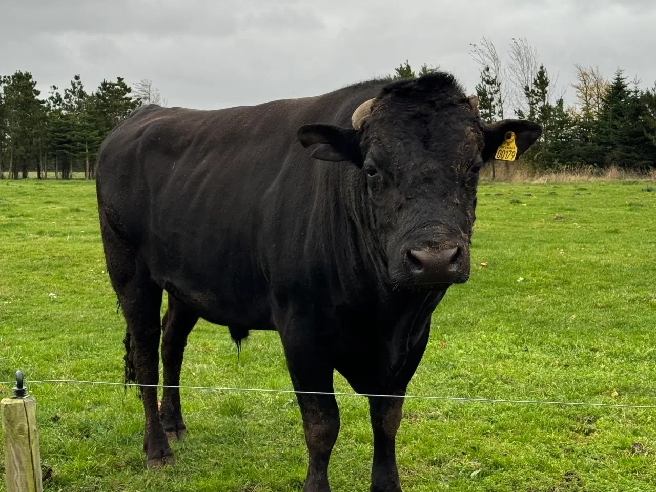 Billede 5 - Wagyu køer og tyr for salg