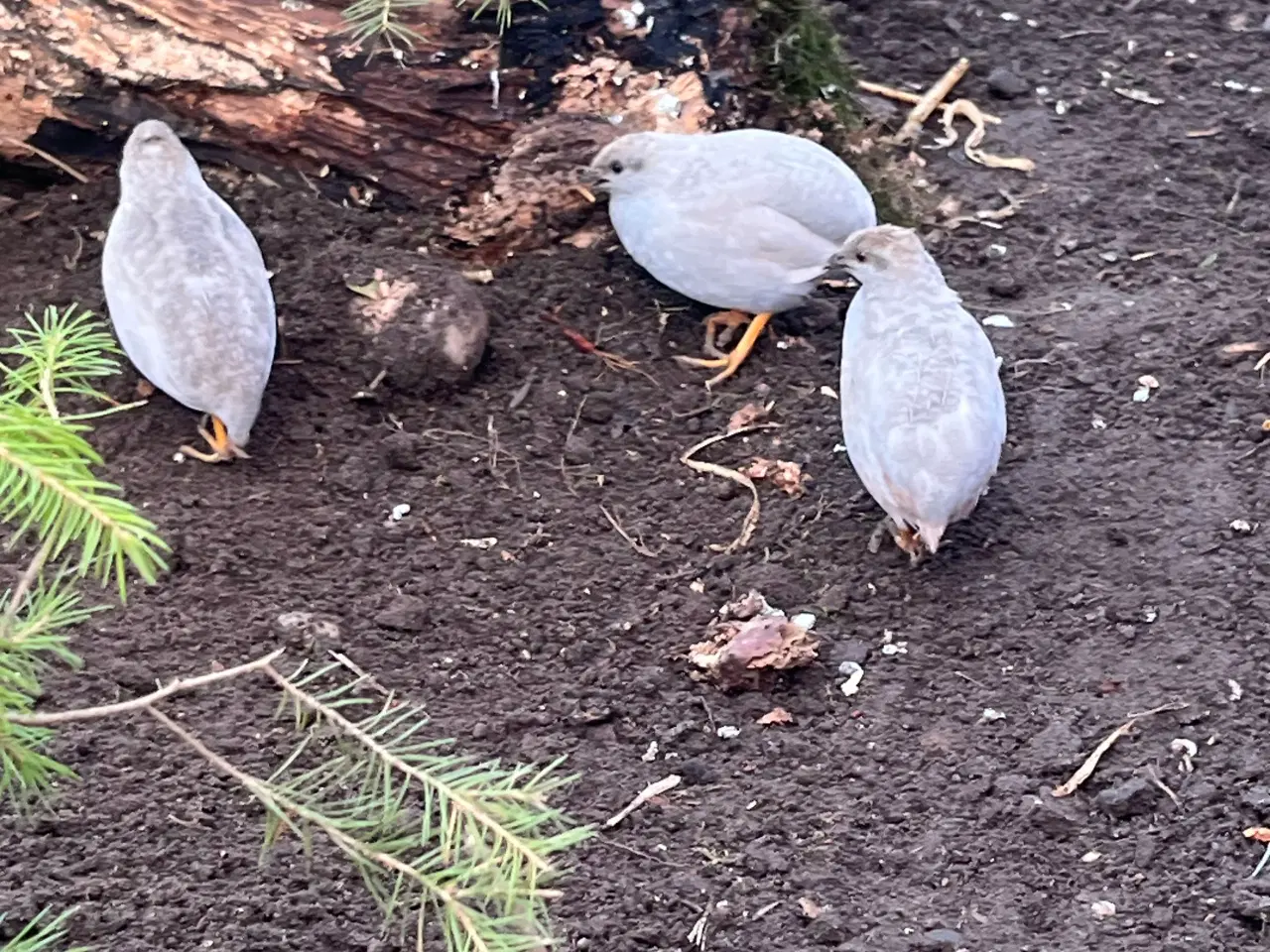 Billede 2 - Kinesiske dværgvagtler